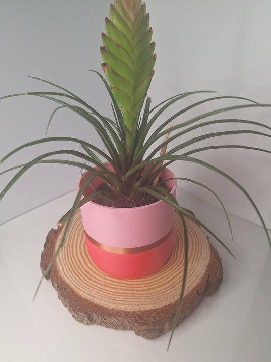 Tuscany pink plant pot