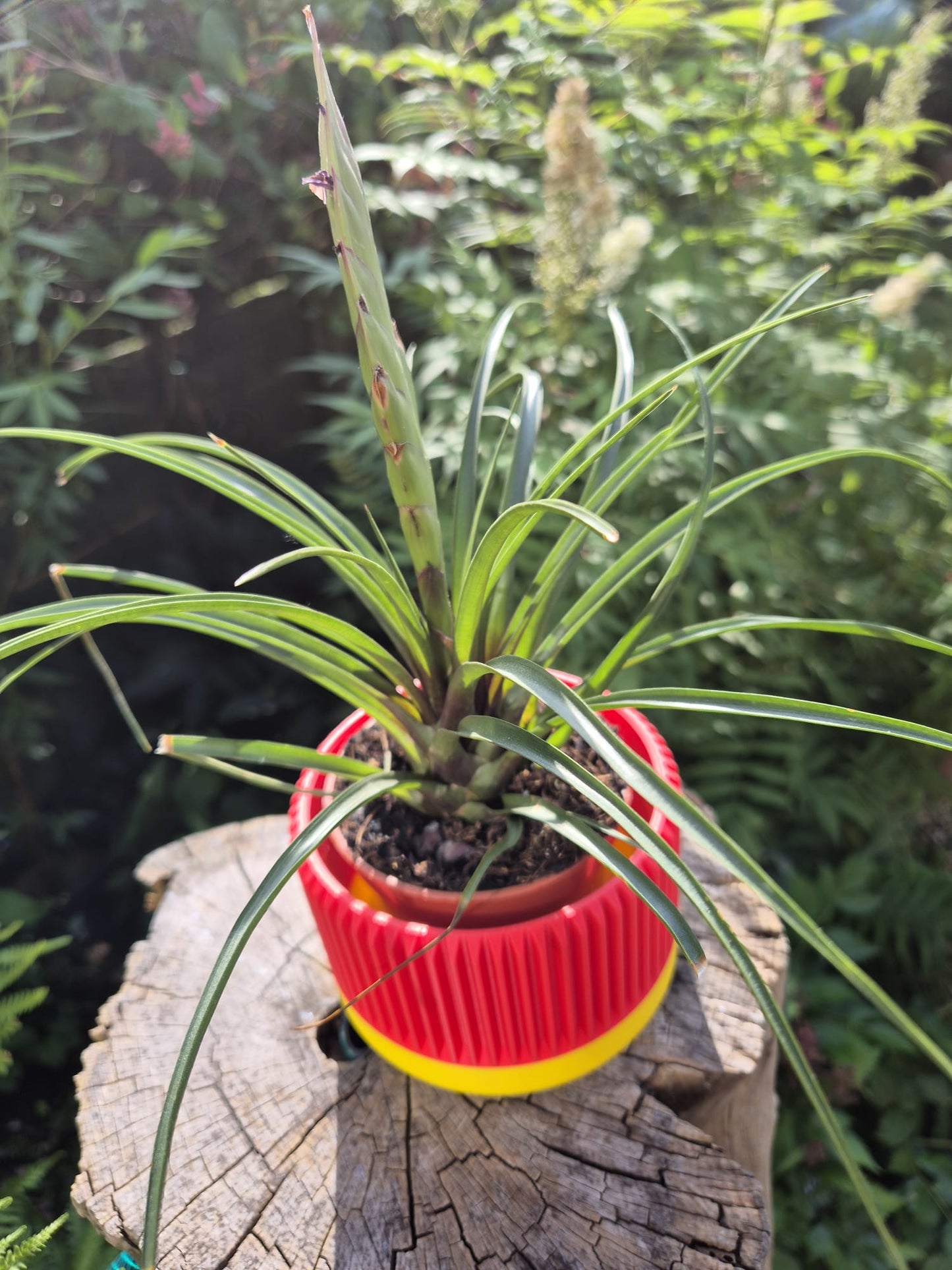 Red hot poker indoor plant pot