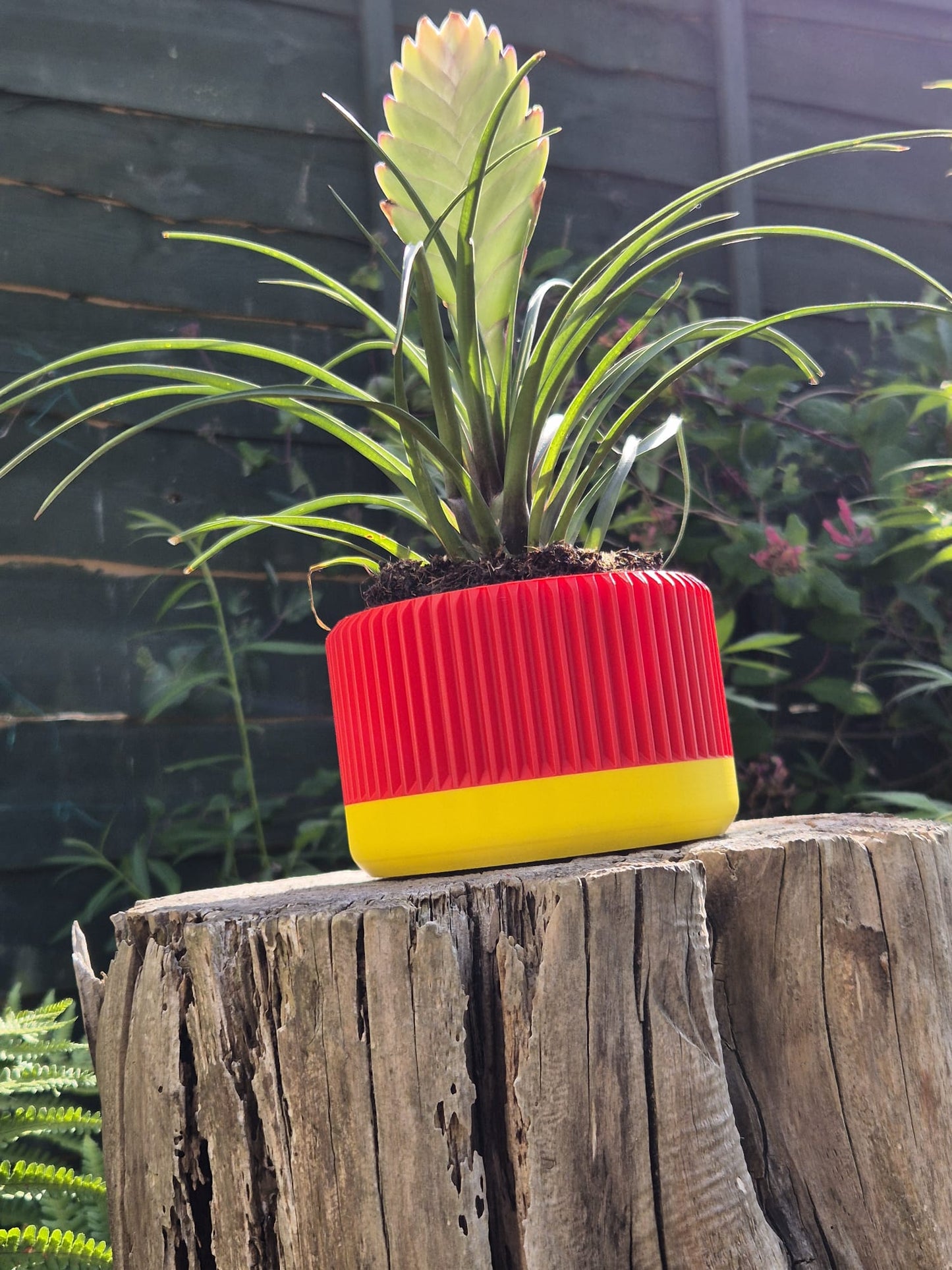 Red hot poker indoor plant pot