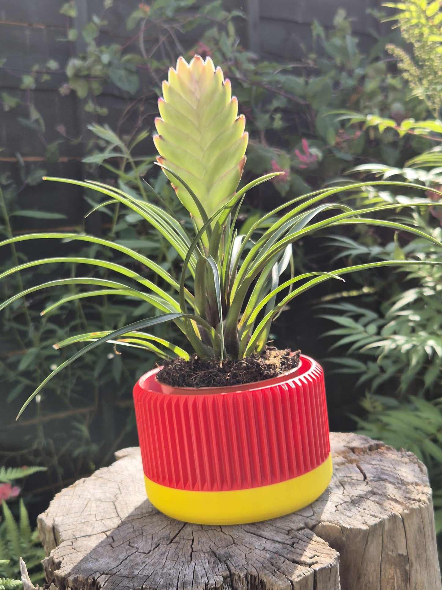 Red hot poker indoor plant pot