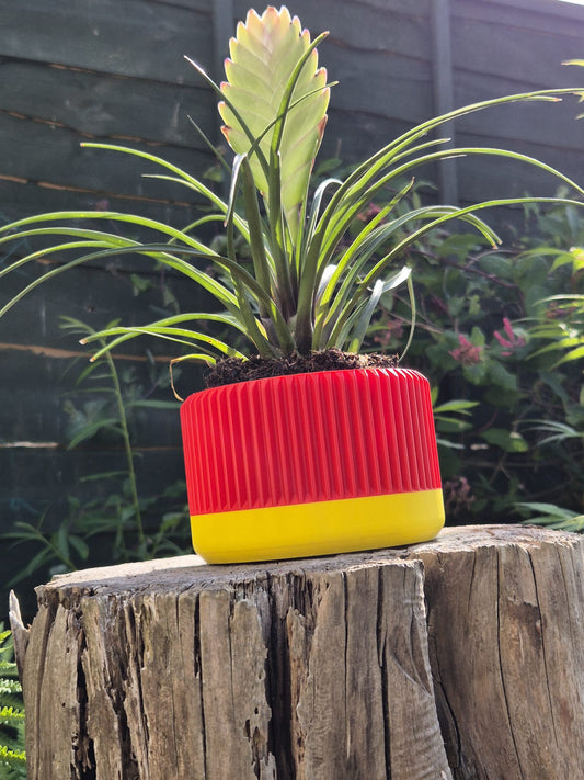 Red hot poker indoor plant pot