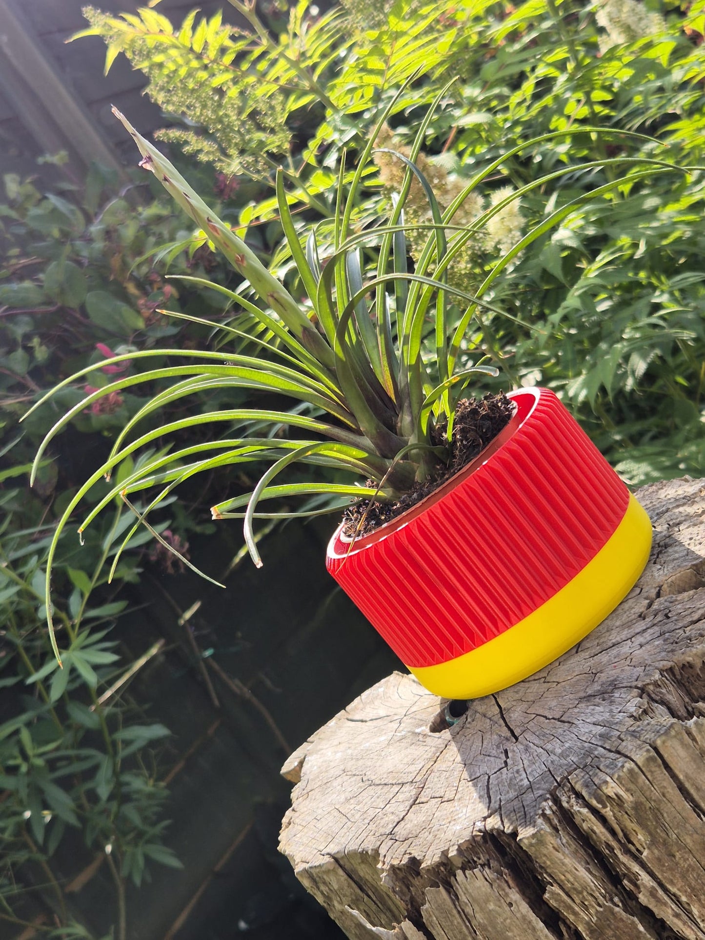 Red hot poker indoor plant pot