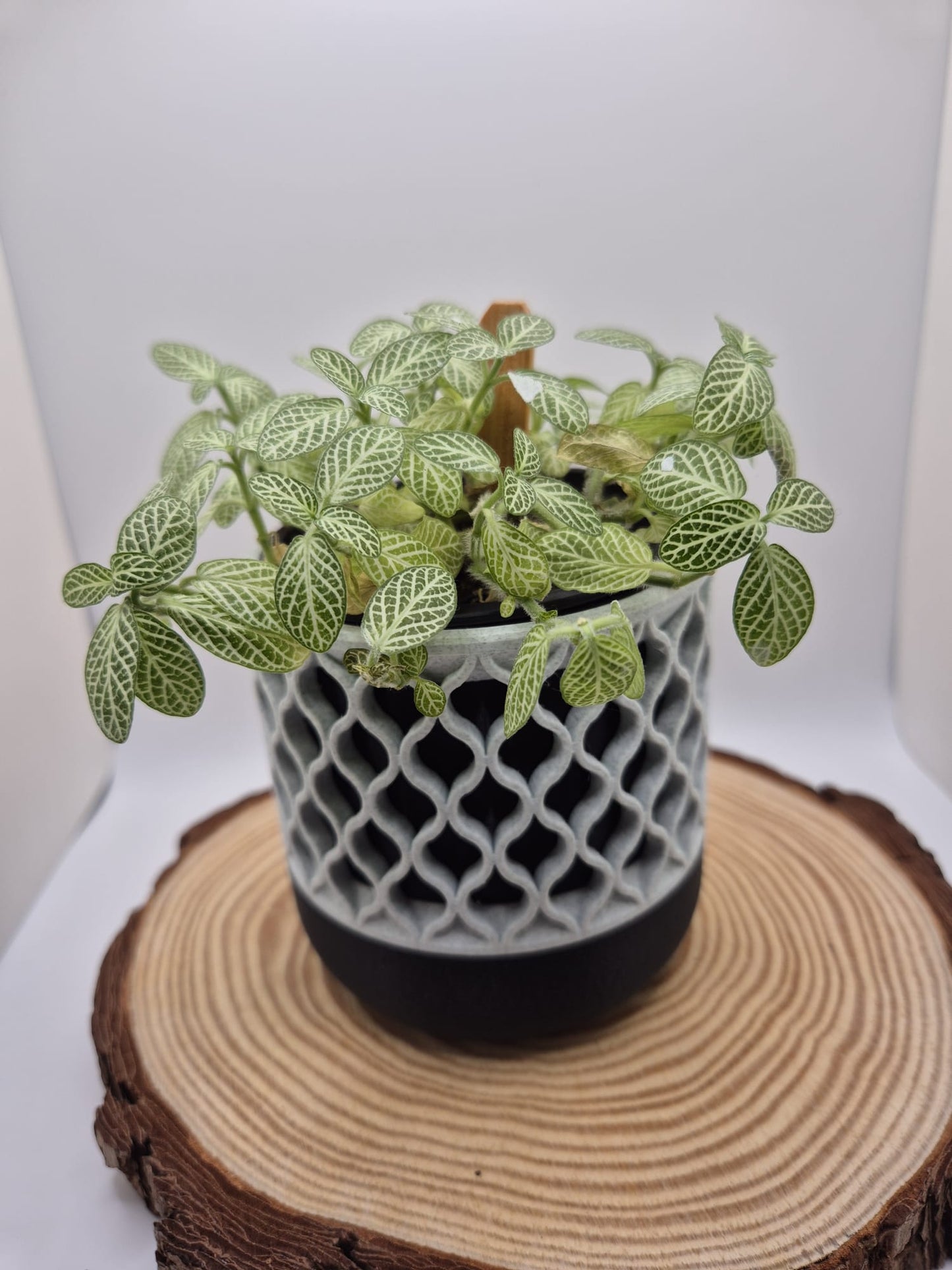 Willow Lattice indoor plant pot - 3d printed planter
