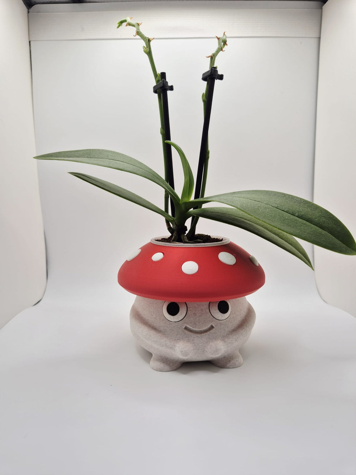 Toadstool Cuddles | Mini Mushroom Plant Pot