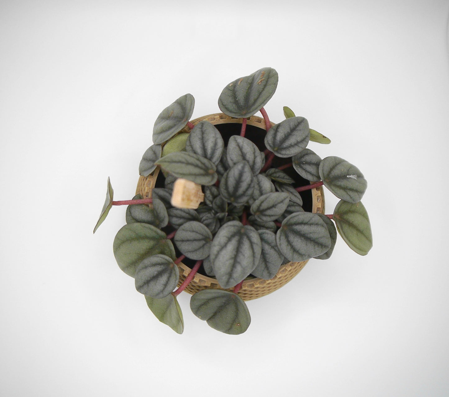 Round diamond patterned plant pot